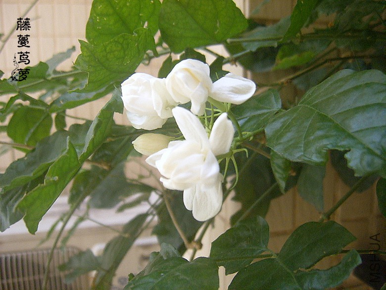 SUC50112_����.jpg
