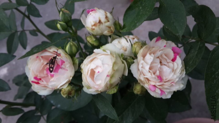 ���Ҳ�ݮ���⿪��ͼ1.jpg