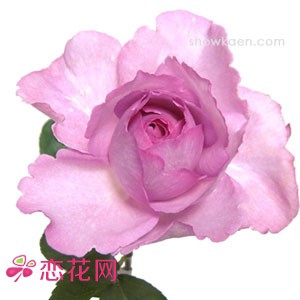 081110wrxkiboffk9kkbo9.jpg