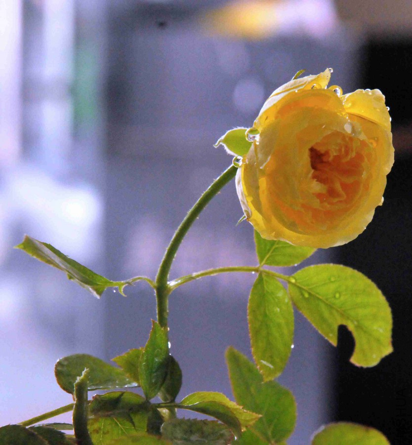DSC_2790_����.jpg