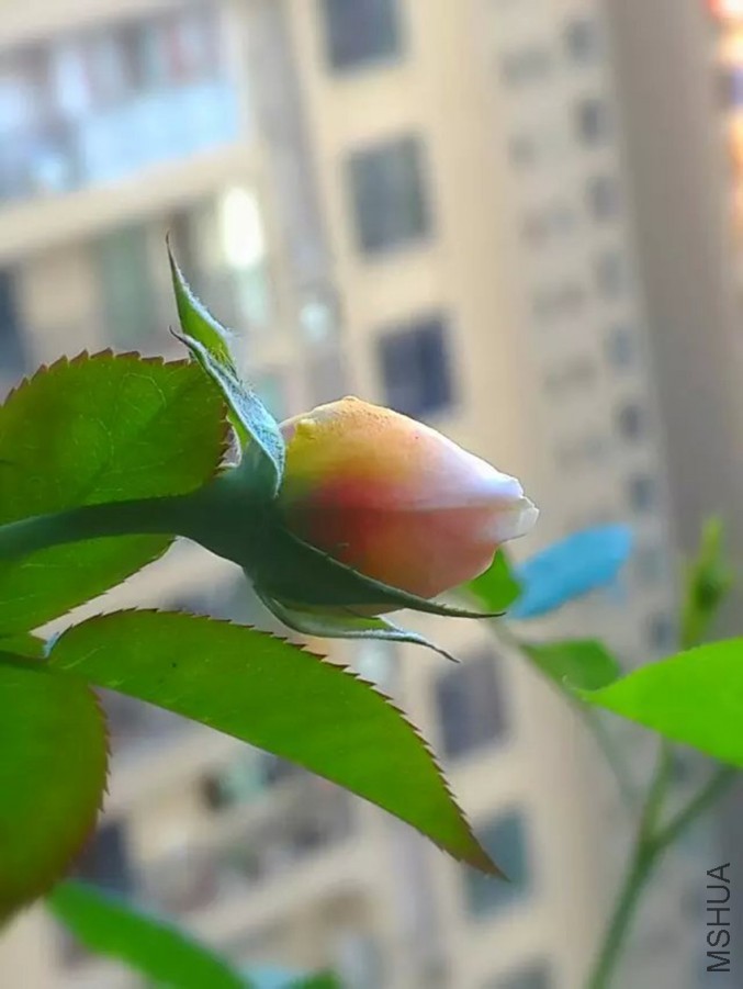 �ɰ�������ɺ����