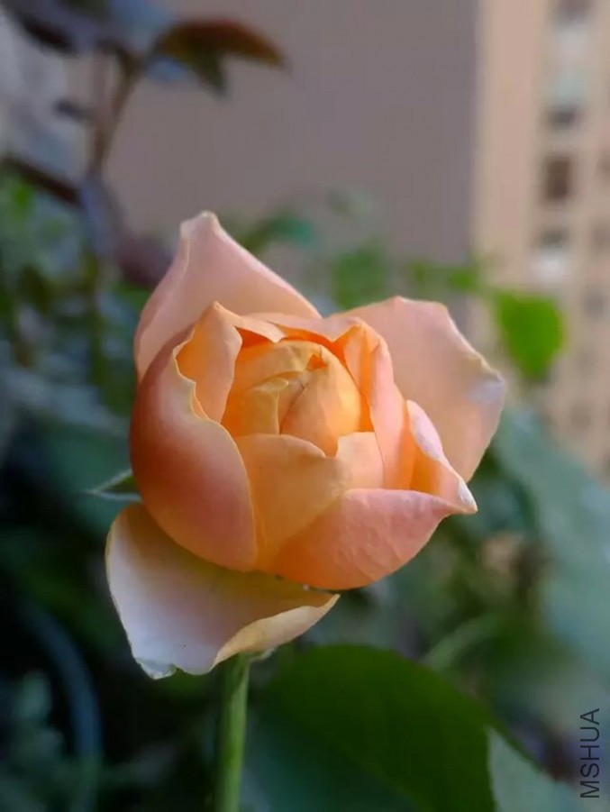 �뿪������ɺ����