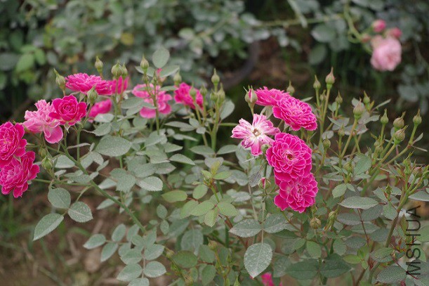 IMGP1606.JPG
