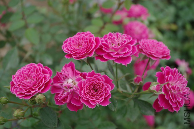 IMGP1751.JPG