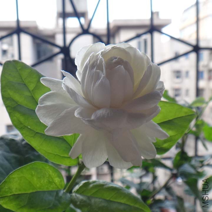 ��ͷ����