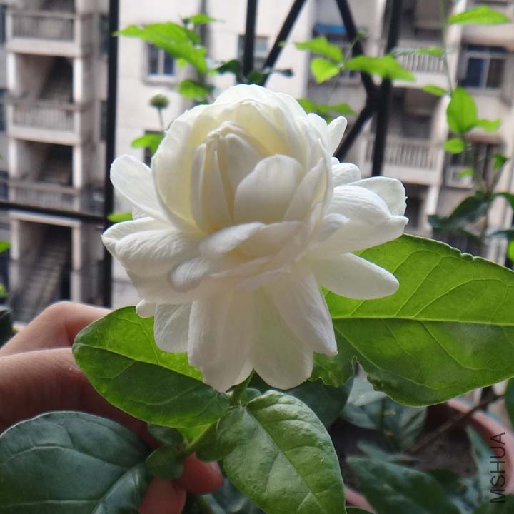 ��ͷ����