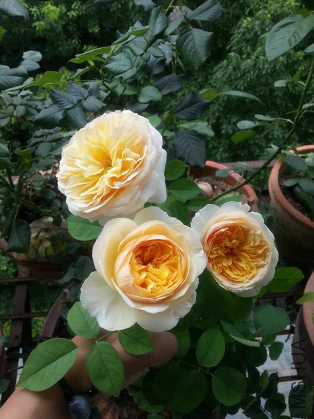 20150709_081625_��С��С.jpg
