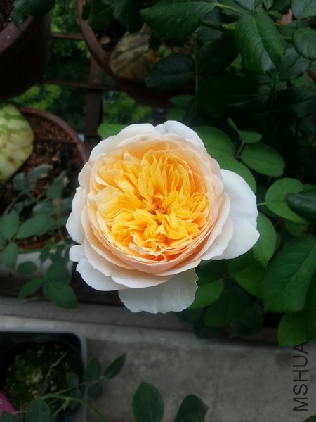 20150709_080523_��С��С.jpg