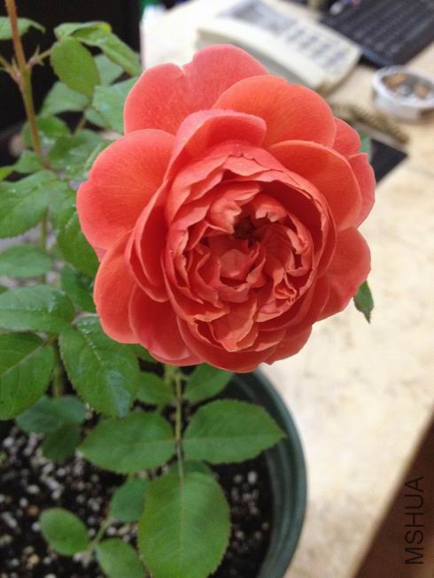 ������С 11.JPG