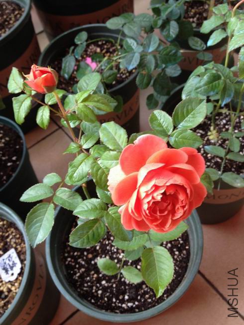 ������С 22.JPG