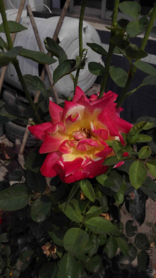 IMG_20150708_100655.jpg