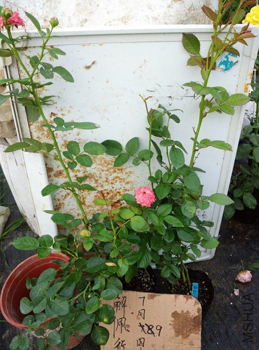 IMG_20150709_191614.jpg