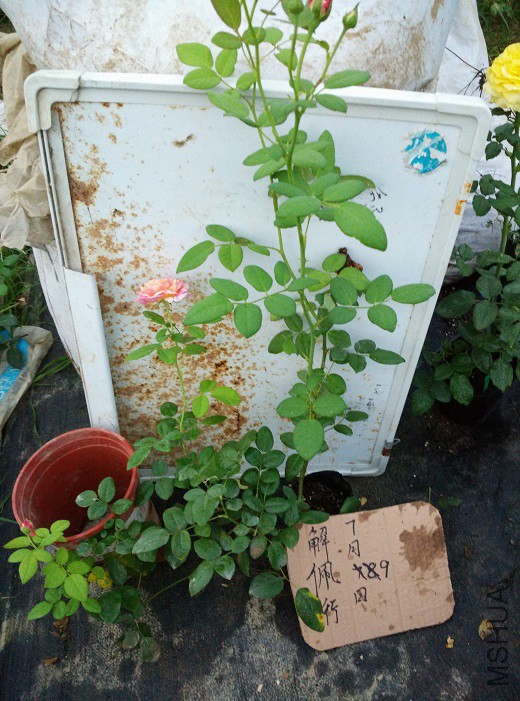 IMG_20150709_191655.jpg