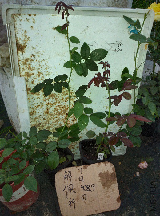IMG_20150709_192107.jpg