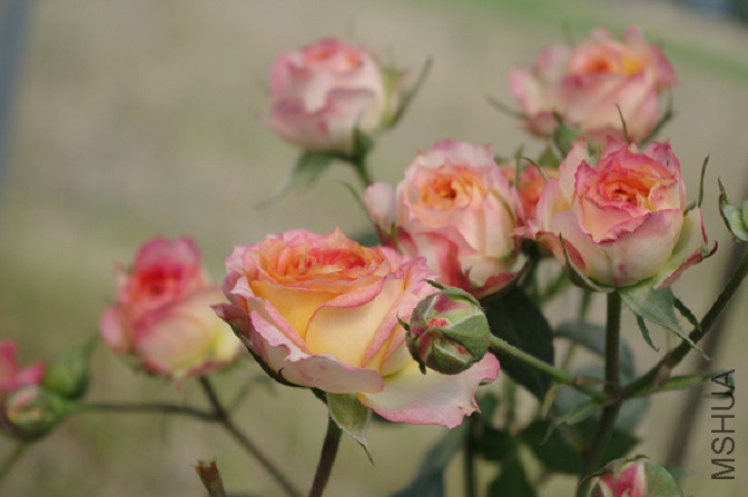 IMGP1841.JPG