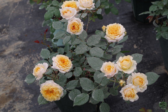 IMGP1758 - ����.JPG
