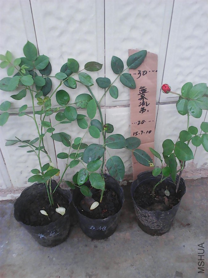 QQͼƬ20150710081240.jpg