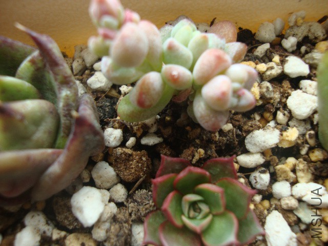DSC03942.JPG