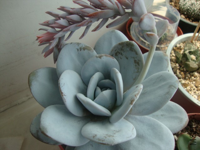 DSC03947.JPG