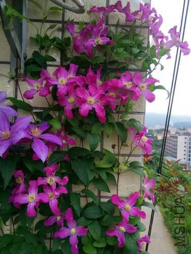 IMG_20150706_074428_o,.jpg
