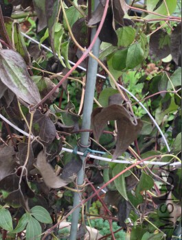 QQ��ͼ20150710104544.jpg