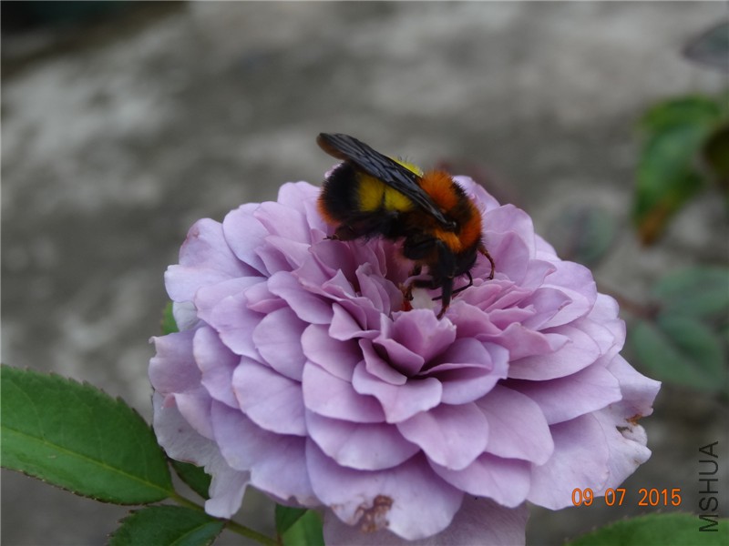 DSC01120.jpg