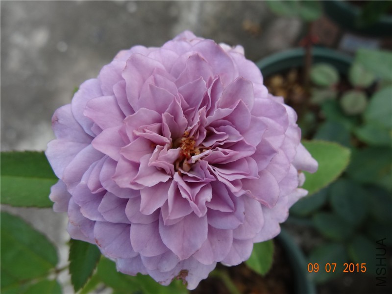 DSC01123.jpg