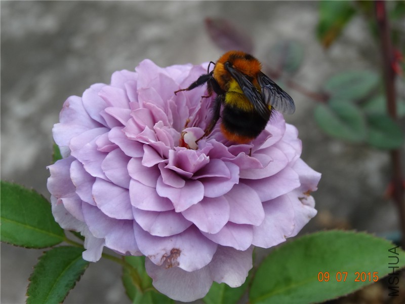 DSC01121.jpg
