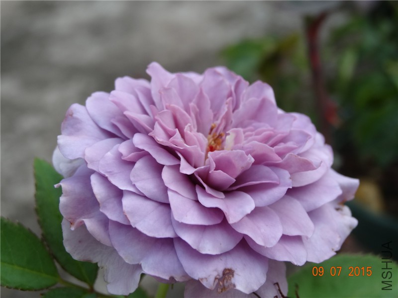 DSC01122.jpg