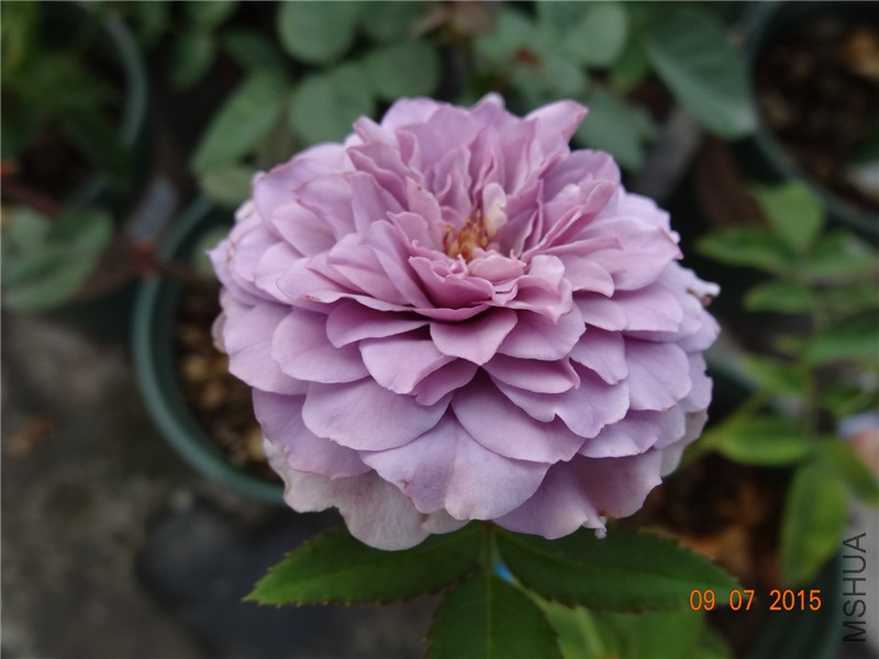 DSC01124.jpg
