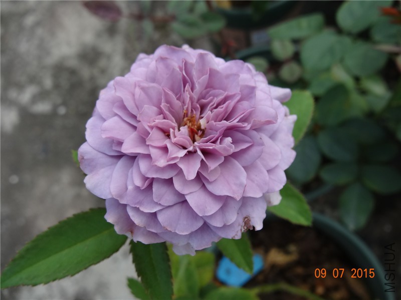 DSC01125.jpg