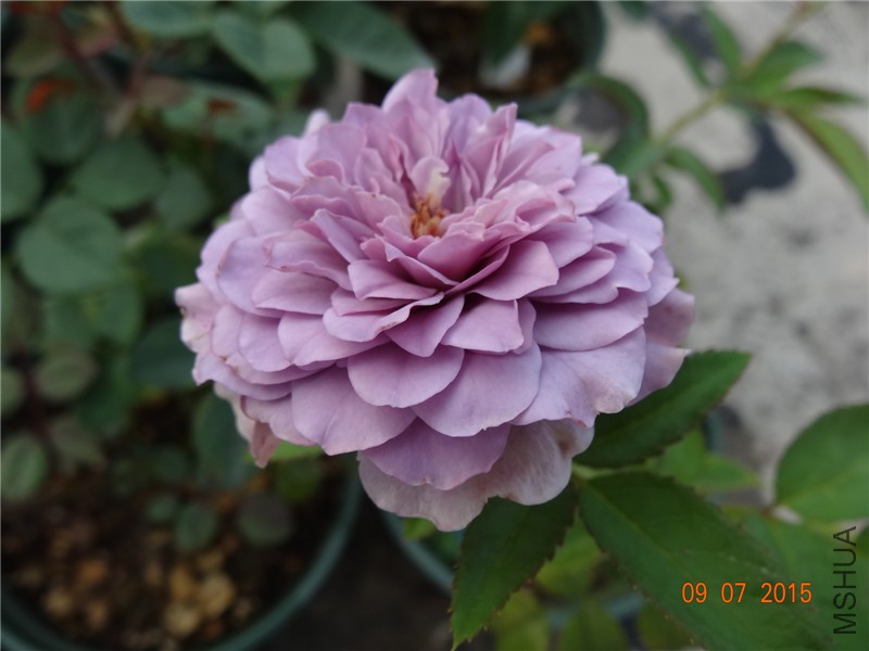 DSC01126.jpg