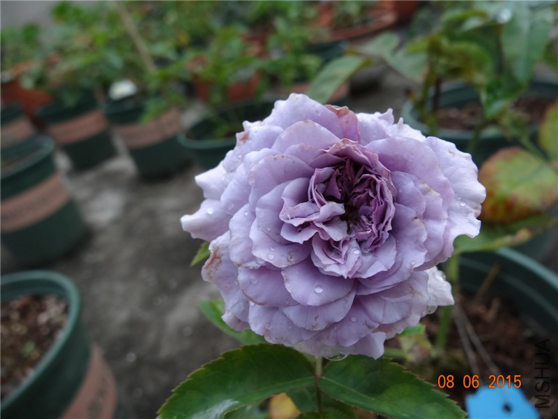 DSC00068.jpg