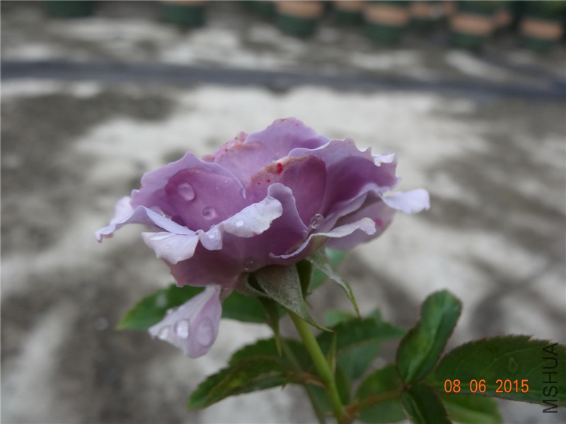 DSC00114.jpg