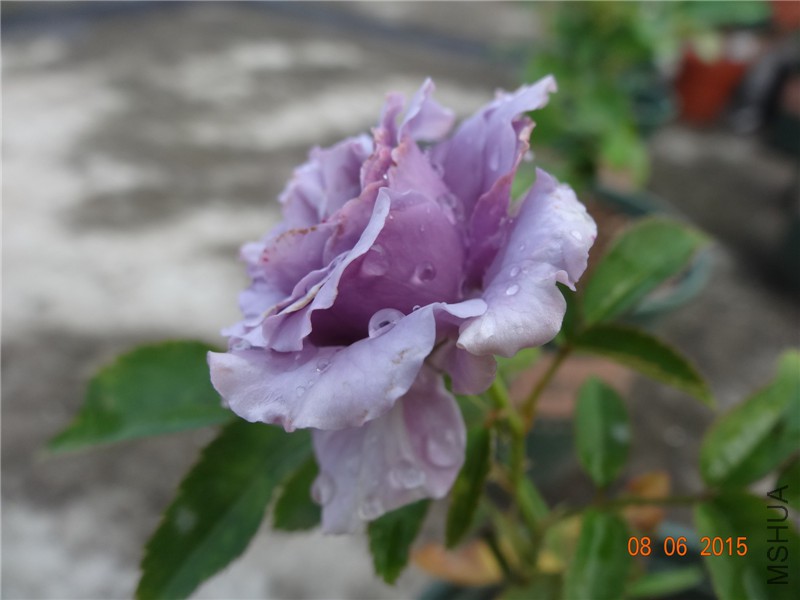 DSC00115.jpg