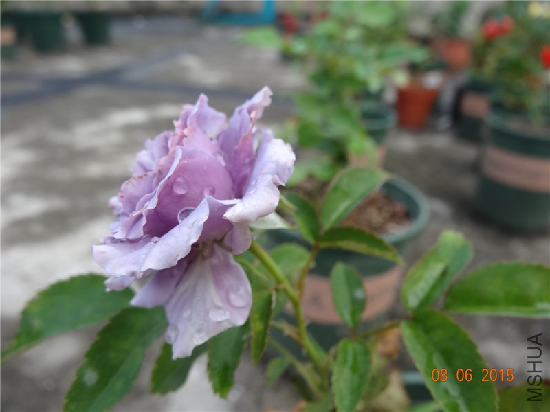 DSC00116.jpg