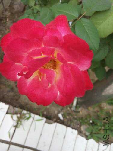 IMG_20150710_081614.jpg