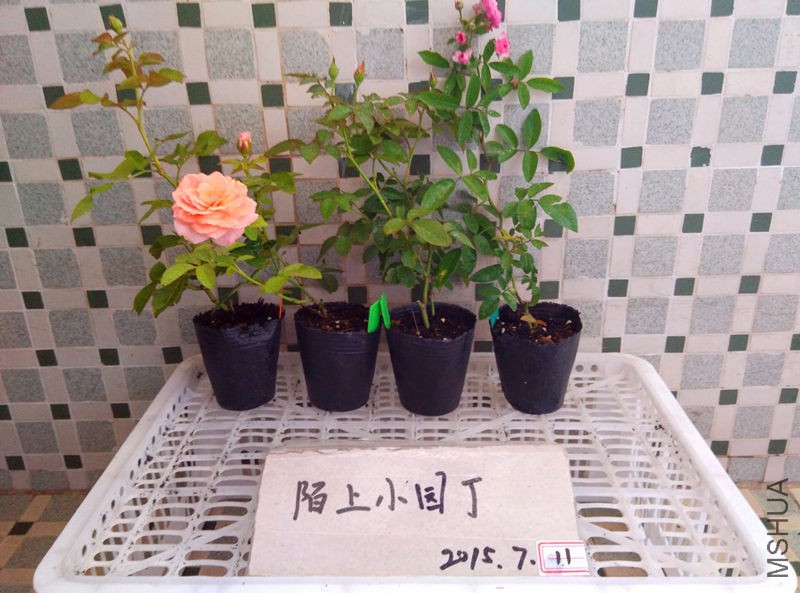 ŵ���Ŵ��췽����.jpg