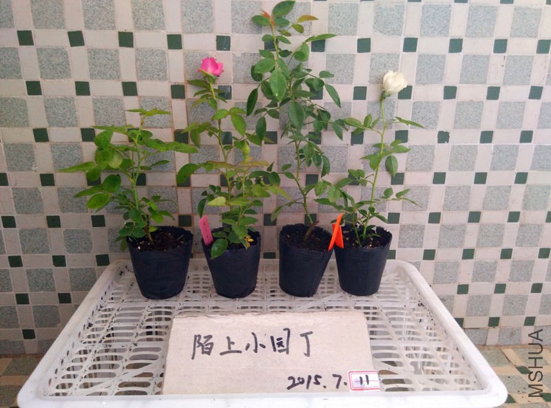 ˫���췽�����Ӵ���ʹ.jpg