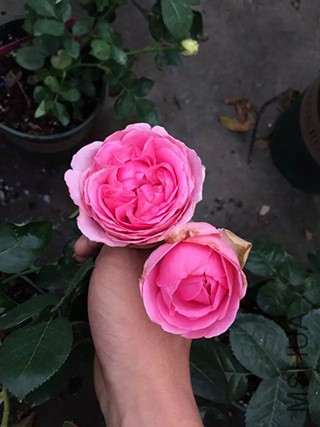 ��ܽ��������