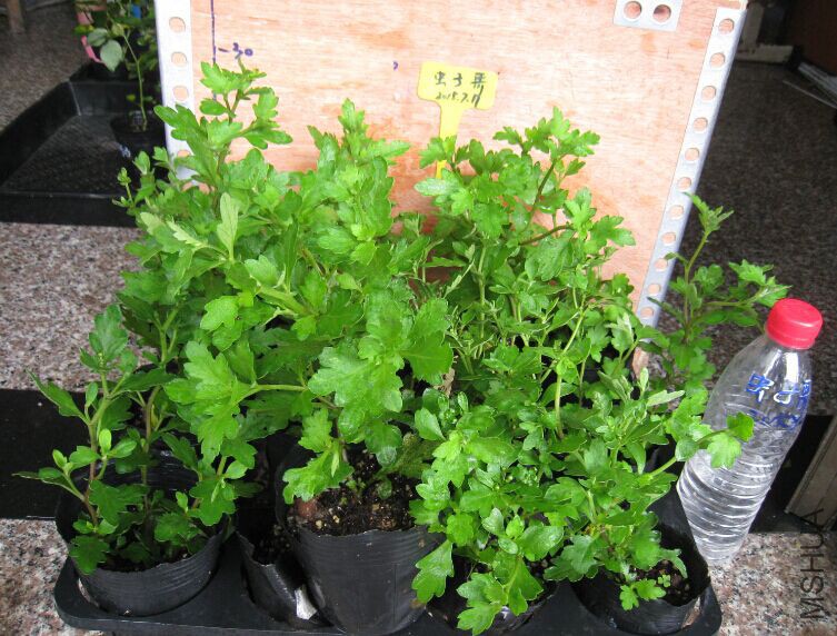 С�׾�Ⱥ��.jpg