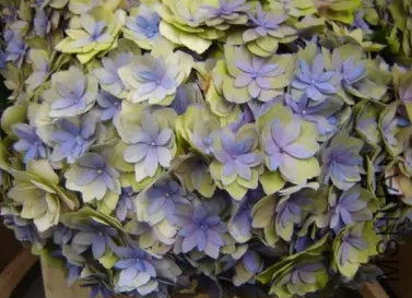 3OALU}(63)}WQKTO6.png