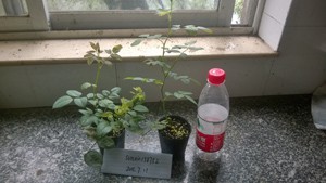WP_20150711_012.jpg