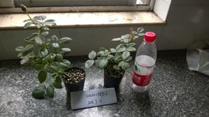 WP_20150711_014.jpg