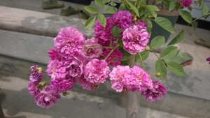 WP_20150510_009.jpg