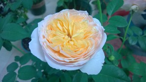 WP_20150711_001.jpg