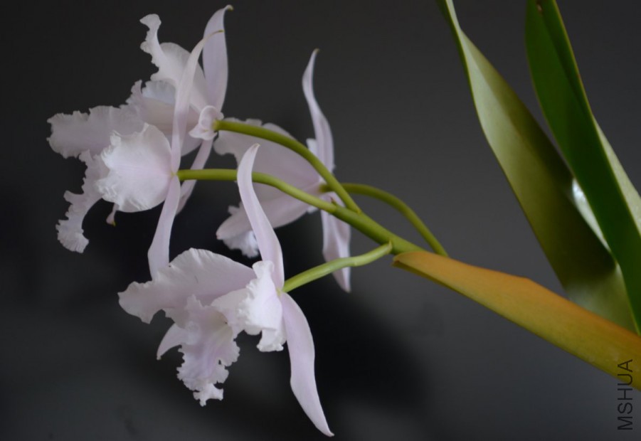 C.lobata fma. concolor 'Jeni'21.jpg