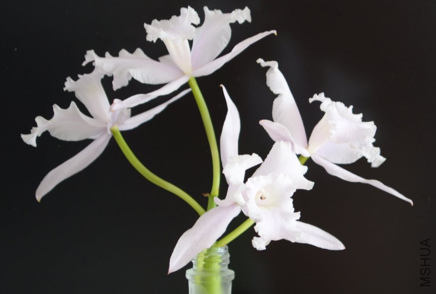 C.lobata fma. concolor 'Jeni'22.jpg