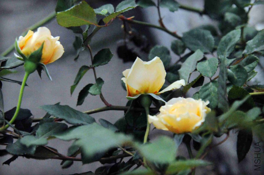 DSC_2863_����.jpg