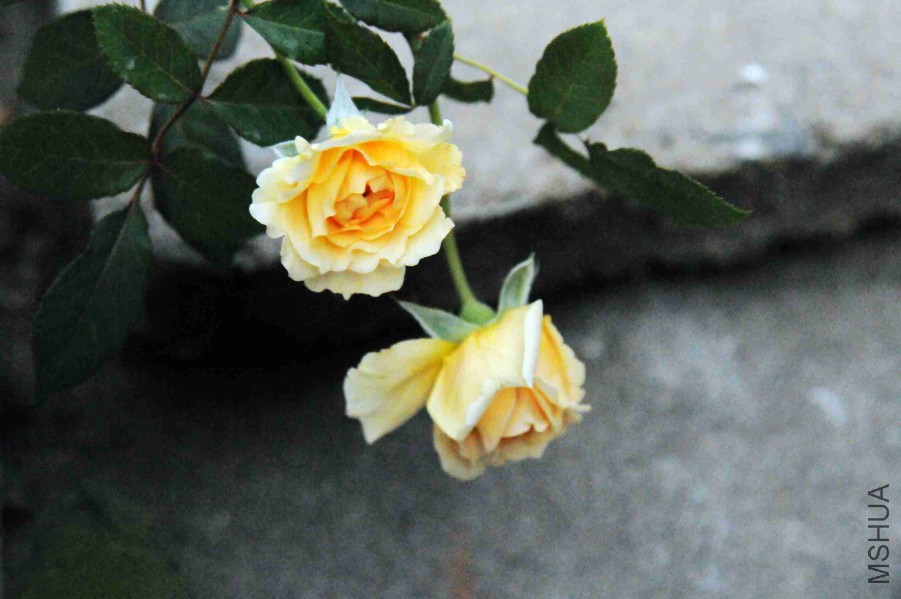 DSC_2867_����.jpg